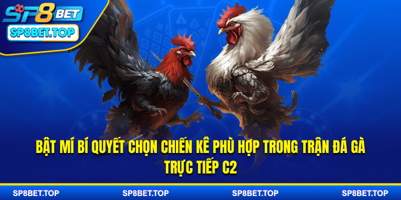 Bật mí bí quyết chọn chiến kê phù hợp trong trận đá gà trực tiếp C2